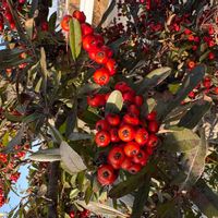 ピラカンサの画像