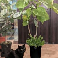 シダ,ウンベラータ,フィカス　ウンベラータ,ネフロレピス,観葉植物の画像