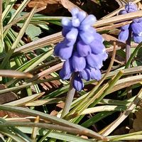 ムスカリの画像