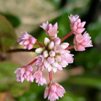 ポリゴナム（ヒメツルソバ）,お花,つぼみ,沖縄,可愛い♡の画像