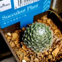 イチゴ,サボテン,シクラメン,巻絹,カルメナエの画像