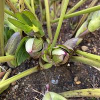 クリスマスローズ,クリスマスローズ,花壇,クリスマスローズ・ダブル,蕾の画像