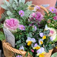 ハボタン,愛知県,豊田市,ベランダ,お出かけ先の画像