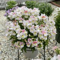 ネメシア,ネメシア,ネメシアメーテル,ネメシアメーテル・グッピー,ネメシアメーテル・グッピーの画像