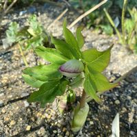 クリスマスローズ,クリスマスローズ,花壇,つぼみ,クリスマスローズ・ダブルの画像