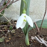 スノードロップ,花壇,小さな花壇,玄関アプローチ,庭の画像
