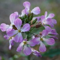 ハマダイコン,海岸沿い,自生,青空,マクロ撮影の画像