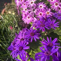 サントリー　セネッティ,鉢植え,好きな花,玄関アプローチの画像