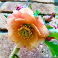 クリスマスローズ,クリスマスローズ,八重咲きクリスマスローズ,クリスマスローズ　あんず小鞠,鉢植えの画像