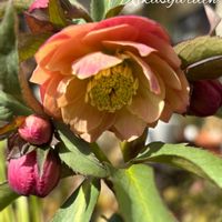 クリスマスローズ,マーガレット,マーガレット,リナリア,パンジーの画像