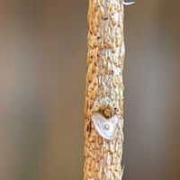 ヤマツツジ,ヤマツツジ,冬芽葉痕,ツツジ科冬芽葉痕,m.冬芽の画像