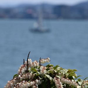 アセビ,過去の写真,イングリッシュガーデン,今日のお花,柳が崎湖畔公園の画像