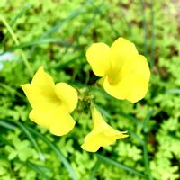 カタバミ,可愛い,花のある暮らし,緑のある暮らし,iPhone撮影の画像