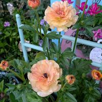 ラナンキュラス,ルピナス,多肉,多肉植物いろいろ,ラナンキュラスラックスの画像