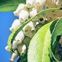 アセビ,お花遊び,今日のお花_,雪のあと,散歩コースの画像