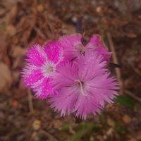 カワラナデシコ,かわらなでしこの画像