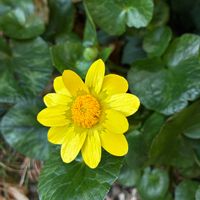 リュウキンカの画像