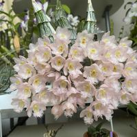 胡蝶蘭,ブラックパール,Tillandsia ionantha,クロウェシア・レベッカノーザン・ミッカビ,洋蘭の画像