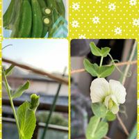 スナップエンドウ,ベランダガーデニングの画像