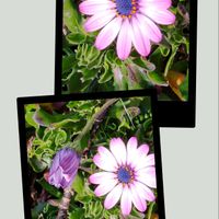 オステオスペルマム,散歩道の画像