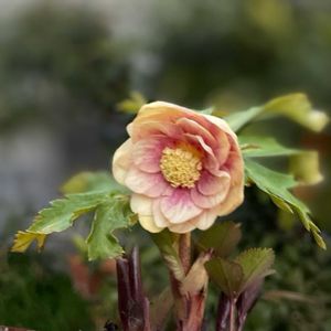 クリスマスローズ,いろは,ナチュラルガーデン,ジャンクガーデン,シェードガーデンの画像