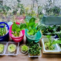 家庭菜園の画像