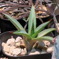 アガベ,ガステリア リリプターナ(子亀姫),小人の祭り錦,アガベ ·バーントバーガンディ,花芽の画像