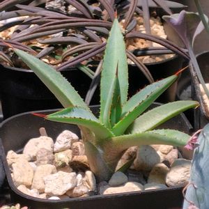 アガベ,ガステリア リリプターナ(子亀姫),小人の祭り錦,アガベ ·バーントバーガンディ,花芽の画像