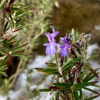 フジバカマ,ローズマリー,ローズマリー,庭の画像