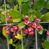 マサキ,お出掛け先の画像