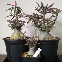 アデニウム,アデニウム クリスパム,アデニウム・ソマレンセ　クリスパム,アデニウム・ソマレンセ　クリスパム,塊根植物の画像