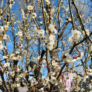 ウメ,蝋梅,日本庭園,白い花, 梅の花の画像