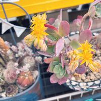 薄化粧,ワークショップ ,春の足音,春よ来い、早く来い,健康第一☘️の画像