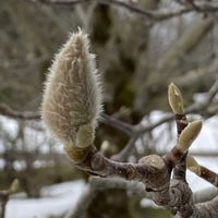 ハクモクレンの画像