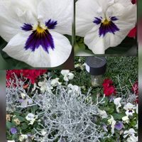 キンセンカ,プリムラ,プラチーナ,ビオラ,プリムラ　ジュリアンの画像