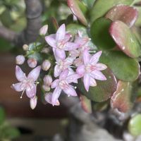 カネノナルキ,ヤマボウシ,ヤマボウシ,ラナンキュラス,ラナンキュラスの画像