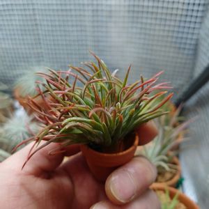 チランジア,ティランジア,ティランジアイオナンタクレステッド,エアプランツ,植物のある暮らしの画像