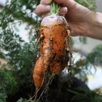 家庭菜園,ベランダの画像