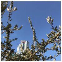 アメリカフウロ,オリーブ,スイセン,マメカミツレ,ミャクミャク✨の画像