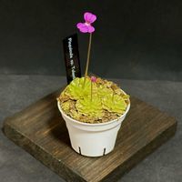 ムシトリスミレ,Pinguicula sp. Tolantongo,ピンギキュラ sp. トラントンゴ,食虫植物,窓際の画像