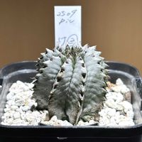 ホリダ,ユーフォルビア属,ユーフォルビア・ホリダ,ユーフォルビア ホリダ,ユーフォルビアの画像