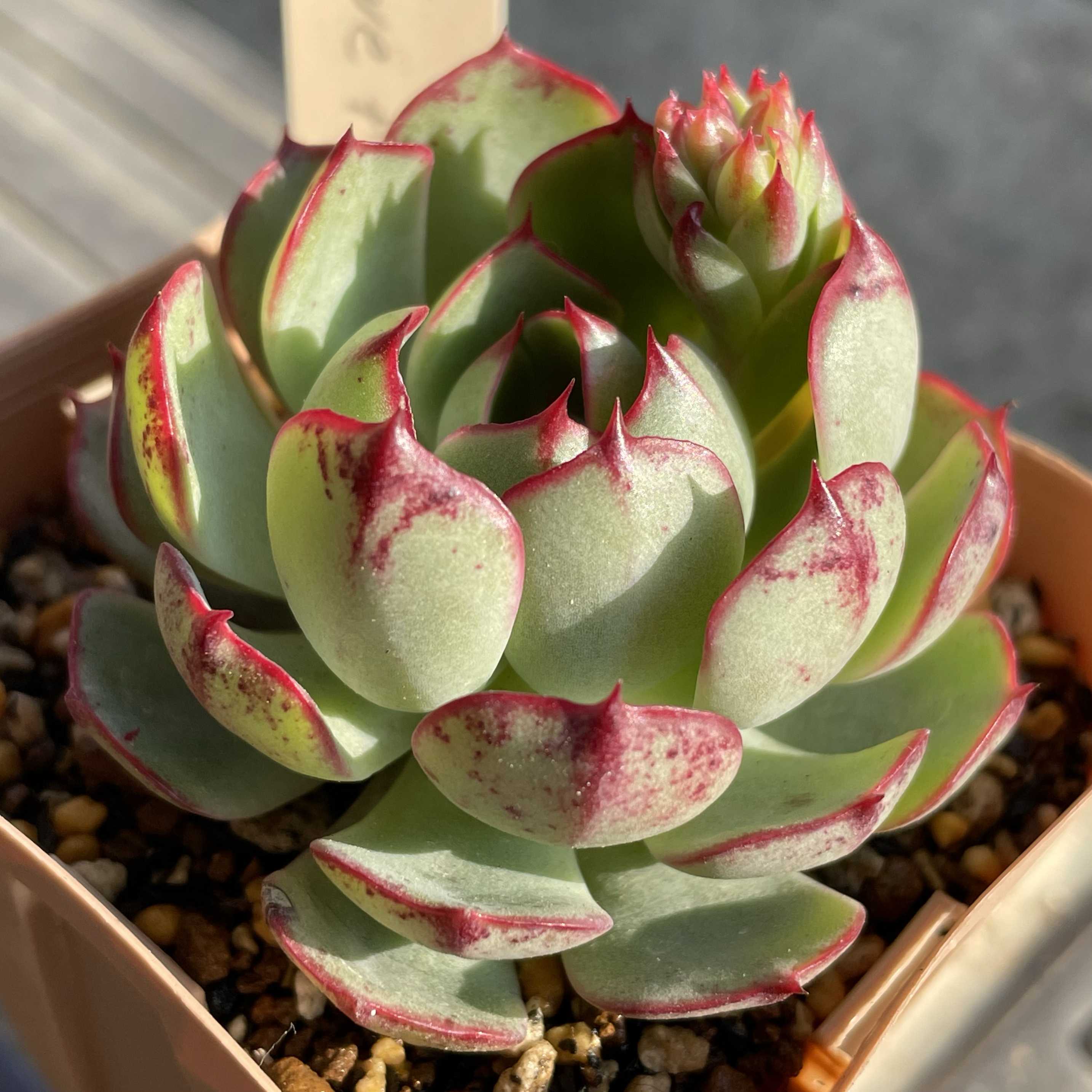 ラブファイヤーの育て方｜🍀GreenSnap（グリーンスナップ）