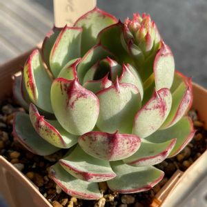 ラブファイヤー,E. 'Love Fire',多肉植物,Echeveriaの画像