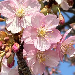 カランコエ,トマト,河津桜,メジロの画像