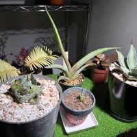 蘇鉄（そてつ）,アガベ属,岩手県,東北,青森県の画像