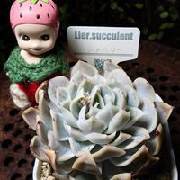 ライラック,シナベリー,ロビン × ワイルドコロラータ,シュビス,トロピカルガーデンの画像