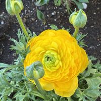 ルピナス,お店の入り口,災害時備蓄,手洗・うがい・マスク,ウクライナに平和をの画像