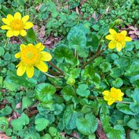 リュウキンカ,クレソン（オランダガラシ）,クレソン（オランダガラシ）,クレソン（オランダガラシ）,食べられる野草の画像