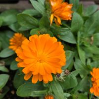 キンセンカの画像