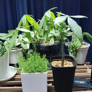 パキラ,育成ライト,観葉植物,実生,初心者の画像